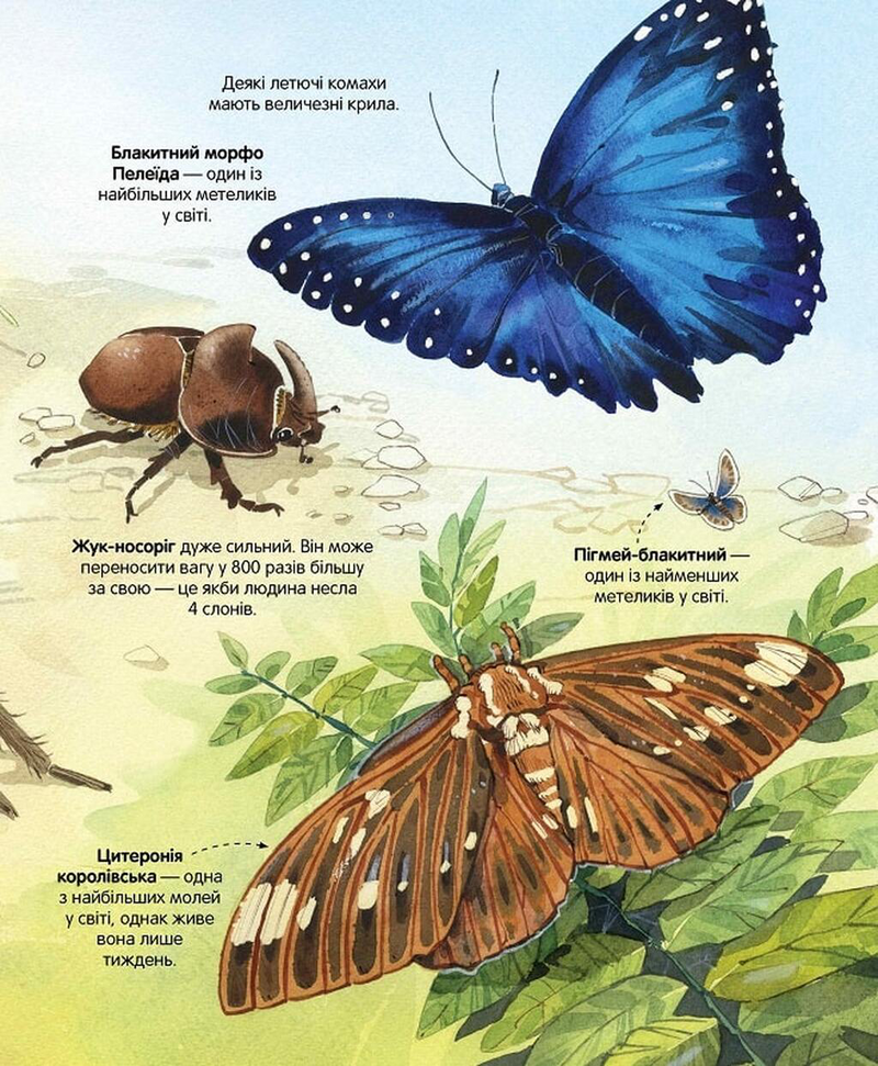 Велика книга комах і не тільки