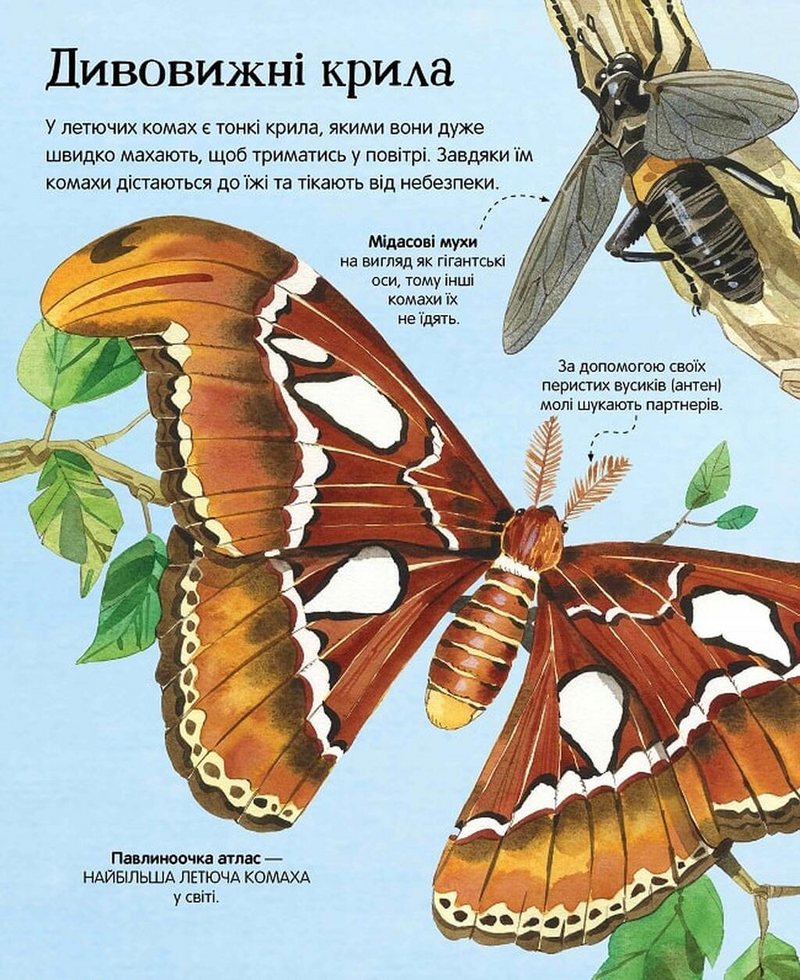 Велика книга комах і не тільки