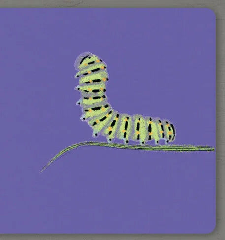 Collect the rainbow. Insects