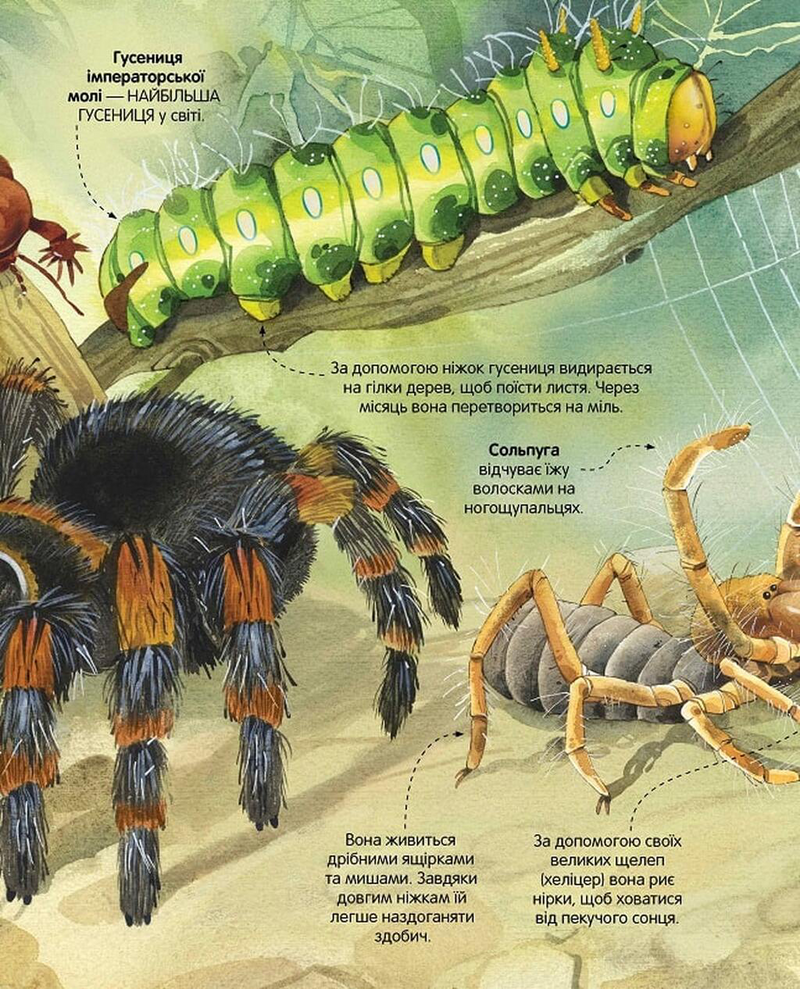 Велика книга комах і не тільки