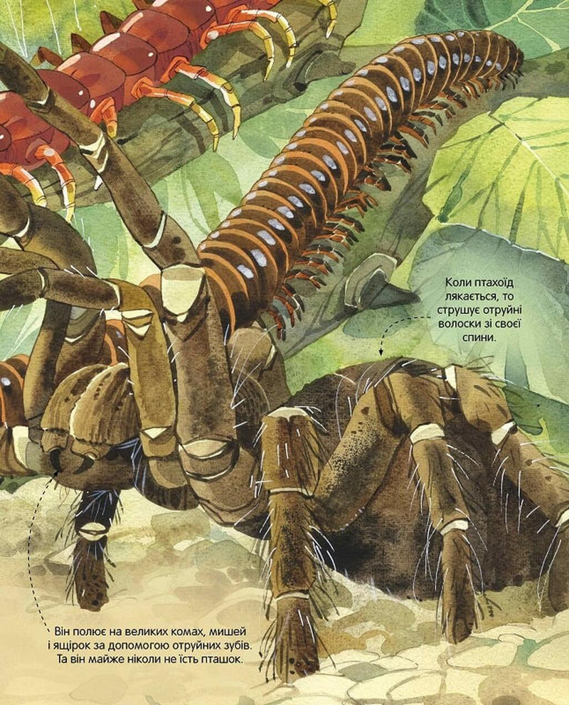 Велика книга комах і не тільки