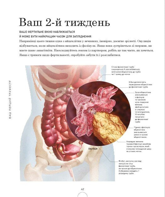 Вагітність день за днем